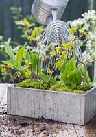 Watering the Rustic metal container planted with Convallaria majalis