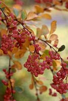 Berberis jamesiana - Barberry, pepperidge bush, berries in Autumn