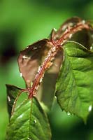 Aphids on rose leaves, close up
