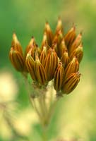 Myrrhis odorata fruits, seedheads - Spanish Chervil, Sweet Cicely