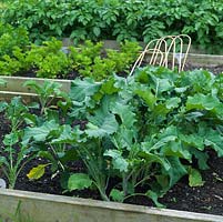 Raised vegetable beds containing brocoli 'Early Purple', celery and potatoes.