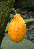 Cocoa pod - ripe fruit in May at Cambridge botanic garden