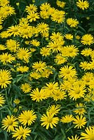 Buphthalmum salicifolium flowering in july