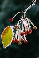 Malus halliana var spontanea in december -cambridge botanic garden