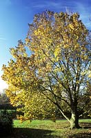 Ulmus glabra 'Exoniensis' autumn colour in November, Cambridge botanic garden