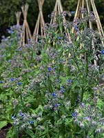 Borage plants grow beside a line of cane wigwam supports for runner beans. The two-acre, organic, walled kitchen garden at Le Manoir aux Quat'Saisons, conceived by celebrity chef, Raymond Blanc. 
