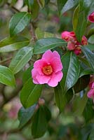 Camellia x Williamsii 'Saint Ewe'