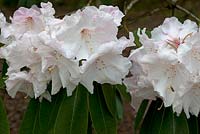 Rhododendron 'Loderi Venus' RHS AGM