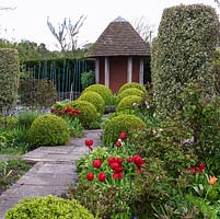 An English country garden in spring, clipped trees and box balls provide structure and interplanted tulips and daffodils provide colour.