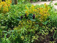 A shady woodland border with Trillium sessile emerging in spring.