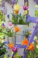 Outdoor spring display. Flowering Wisteria. Tulips, violas and muscari in buckets.