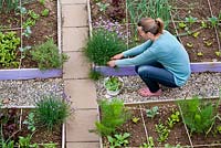 Woman harvesting chives - Allium schoenoprasum. Raised bed.