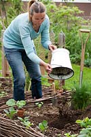 Planting pumpkin 'Hokkaido'. Woman adding well rotted horse manure in the hole.