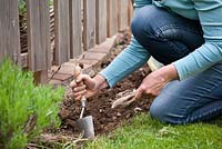 Planting Dahlias in bed.