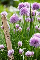 Allium schoenoprasum - flowering chives in raised bed.