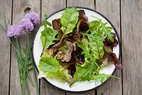 Mixed salad - beetroot leaves, rocket, chives, lactuca 'Red Oak Leaf', lactuca 'Canasta'