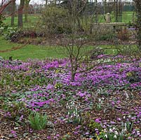A National Collection of 600 different Snowdrops is kept in dedicated raised beds and borders, in clumps amongst Cyclamen coum, aconites, hellebores and shrubs.