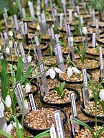 second year, twin-scaled snowdrop bulbs. A National Collection of over 600 different snowdrops is kept in dedicated raised beds and greenhouses 