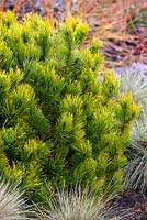 Pinus mugo 'Carsten's Wintergold' and Festuca glauca 'Blauglut'. March.