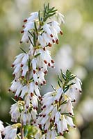 Erica carnea 'Springwood White'