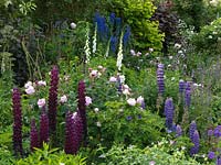 Herbaceous border in summer - planting includes roses, lupins, foxgloves and delphinium 