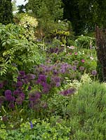 Allium 'Purple Sensation' in mixed border 