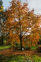 Davidia involucrata, Handkerchief Tree or Dove Tree, a deciduous tree