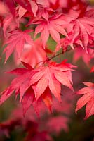 Acer palmatum, Japanese maple, red with autumn tints.