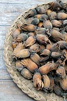 Corylus avellana, Kentish cobnut or Hazelnut in vintage wicker basket