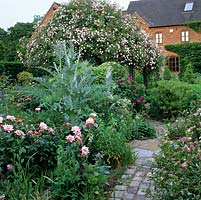 Arbour draped in Rosa Pauls Himalayan Musk. Seen over bed of Rosa The Daily Telegraph, R. rugosa, cardoon, astrantia, hebe, Aquilegia Nora Barlow.