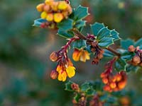 Berberis darwinii, a dense evergreen shrub with tough spiky leaves.