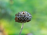 A frosted phlomis seed head