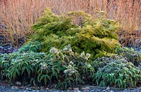 Chamaecyparis obtusa Kamarachiba and  Helleborus argutifolius 'Silver Lace'. 