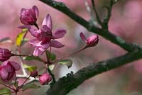 Malus 'Cameron', crabapple