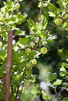 Ribes uva-crispa - Gooseberry 