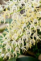Dendrobium speciosum - King orchid