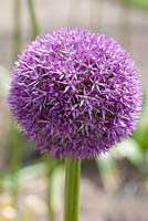 Allium 'Pinball Wizard', May