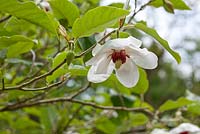 Magnolia wilsonii, May