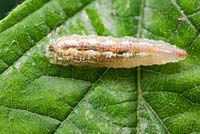 Hoverfly larva - Syrphus ribesii. Voracious predator of aphids and other garden pests