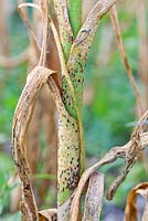 Leek rust on leeks, a disease caused by the fungus Puccinia allii