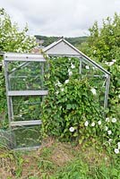Neglected greenhouse overgrown with bindweed and brambles