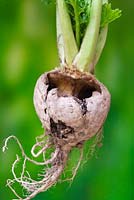Slug damage on turnip 'Snowball'