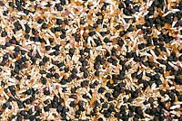 Cornfield annual wildflower seed mix including Corn Cockle, Corn Chamomile, Cornflower, Corn Marigold and Common Poppy - Agrostemma githago, Anthemis austriaca, Centaurea cyanus, Glebionis, Chrysanthemum segetum and Papaver rhoeas