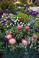 The Time In Between by Husqvarna and Gardena. View of flowerbed with Protea cynaroides 'Little Prince', Aquilegia nivea, Allium giganteum, Festuca glauca