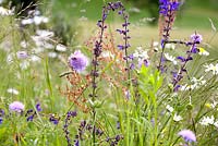 Knautia arvensis - Field Scabious, Salvia pratensis, Meadow Clary, Leucanthemum vulgare and Rumex acetosa.