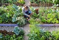 Woman planting Zinnia thumbelina in raised bed with vegetables and herbs: thyme, chives, broccoli, swiss chard..