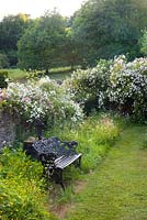 A view towards the end of the orchard. Rosa Paul Transon, Paul Noel, aglaia, Rambling Rector. - Moorwood Garden 