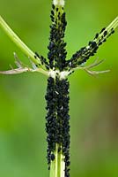 Aphis fabae - Blackfly on stem of Valeriana officinalis 