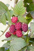 Rubus 'Veitchberry' - veitchberries
