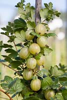 Ribes uva-crispa  'Hinnonmäki Grün' - Gooseberries